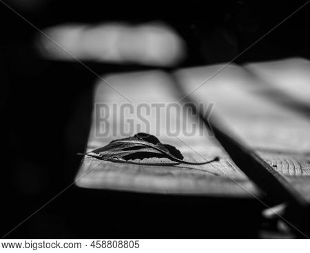 Close Up Of A Fallen Leave On A Bench