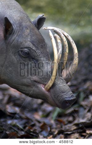 Babirusa