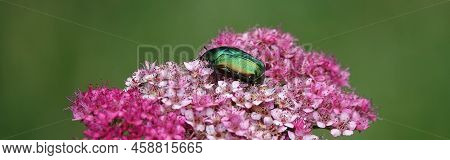 Beetle Golden Bronzovka On A Flower Of Japanese Spiraea