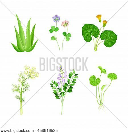 Set Of Blooming Medicinal Herbs And Wild Flowers. Alfalfa, Clover, Mother And Stepmother, Dill Heali