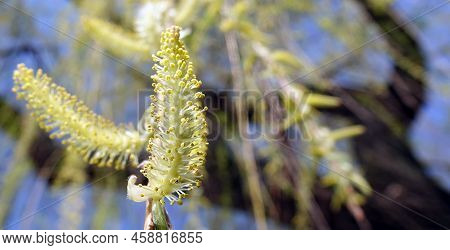 Babylonian Willow Tree Flowering In Spring