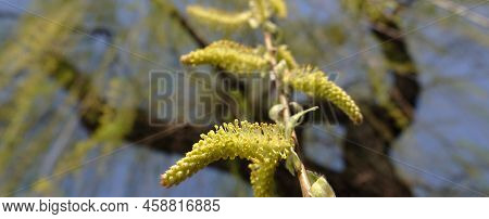 Babylonian Willow Tree Flowering In Spring