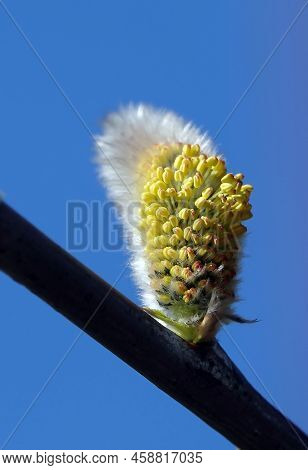 Buds Bloom On The Willow Tree In Spring
