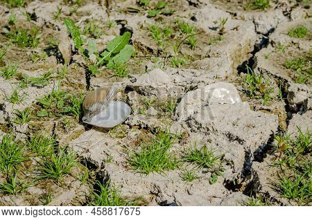 A River Shell, Unio Pictorum On A Cracked Muddy Dry Surface.
