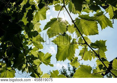 Grapevine Against A Blue Sky In The Backlight Of The Sun. Bottom View.
