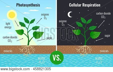 Photosynthesis Accumulating Sugar And Cellular Respiration Fueling All Plants Functions Day Night 2 