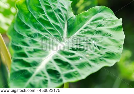 Colocasia Nancys, Colocasia Nancys Revenge , Colocasia Esculenta Or Colocasia Plant