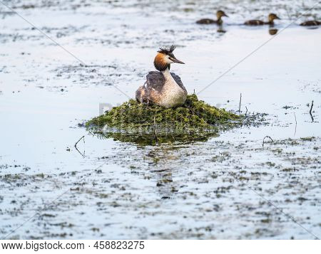 Great Crested Grebe, Podiceps Cristatus, Water Bird Sitting On The Nest, Nesting Time On The Green L