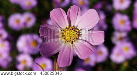 Cosmea Double-pinnate - Plant Flower