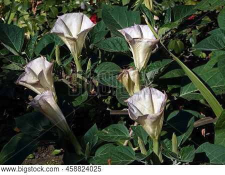Datura Indian - Plant Flower