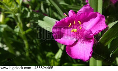 Flowers Tradescantia