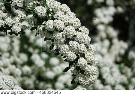 Spirea Flowers Cantonese