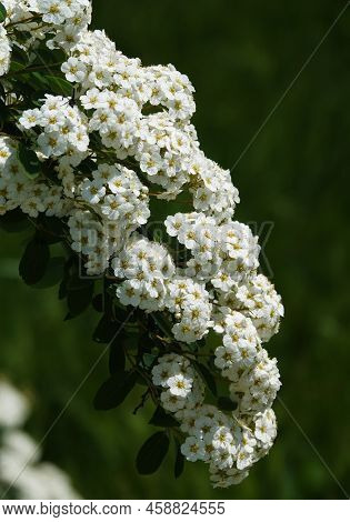 Spirea Flowers Cantonese