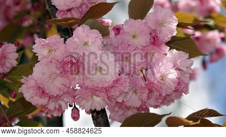 Sakura Tree Spring Flowering In The Parks Of The City Of Kiev