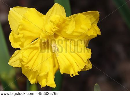 Narcissus Flower Yellow Or False