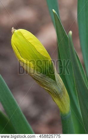 Narcissus Flower Yellow Or False