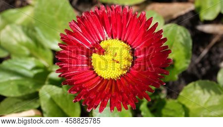 Daisy Spring Flowers