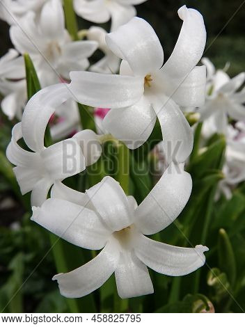 Oriental Hyacinth Flowers