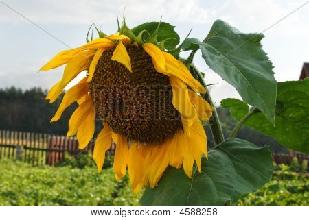Il girasole