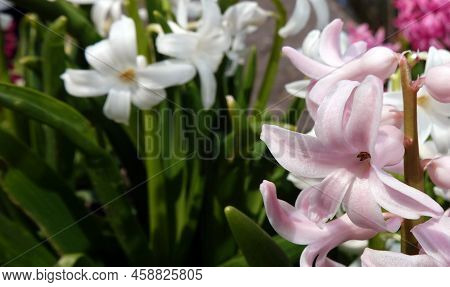 Oriental Hyacinth Flowers