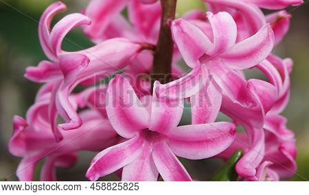 Oriental Hyacinth Flowers