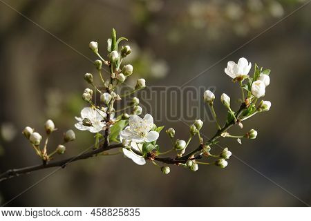 Blooming Cherry Tree