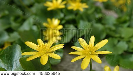 Spring Flowers Chistyak