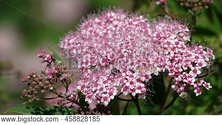 Japanese Spirea Bushes Bloom In Spring With Large Clusters Of Small Flowers