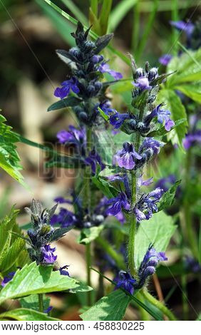 Tender Hairy Flowers Blooming In A Clearing In The Forest