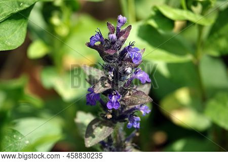 Tender Hairy Flowers Blooming In A Clearing In The Forest