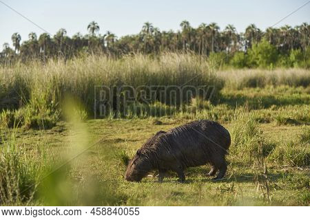 Capybara, Hydrochoerus Hydrochaeris, Largest Living Rodent, Native To South America, Grazing A Summe