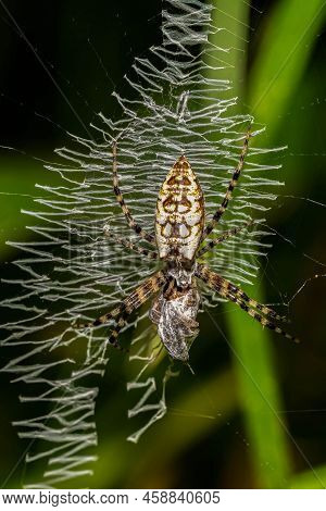 A Young Yellow Garden Spider (argiope Aurantia) With Prey. Signature Igzag Patterns On Web. Raleigh,