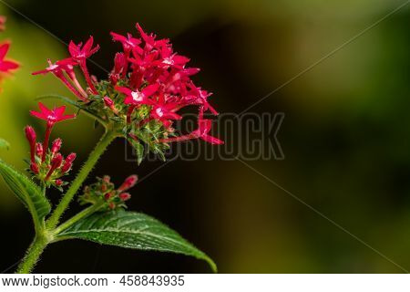 The Blooming Egyptian Starcluster Flower Is Red, Shaped Like A Mini Trumpet With Star-shaped Petals