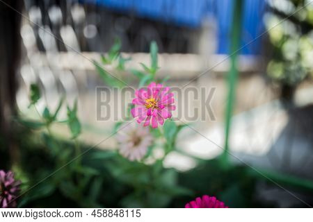 Picture Of The Little Pnk Flowers In The Green Garden At Summer Season
