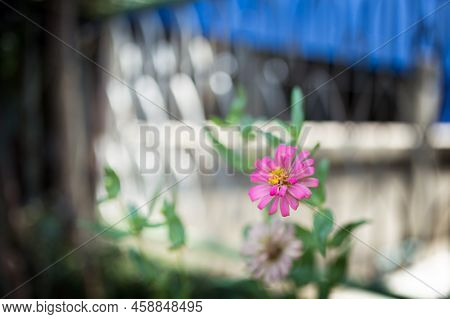 Picture Of The Little Pnk Flowers In The Green Garden At Summer Season