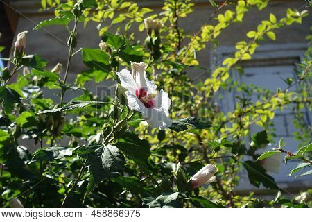 Buds And White Crimsoneyed Flower Of Hibiscus Syriacus In August