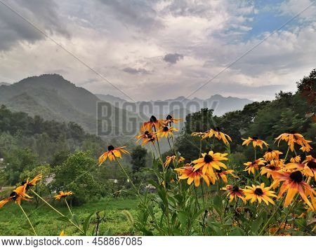Sunflowers And Sunflowers In The Mountains Surrounded By Clouds In China