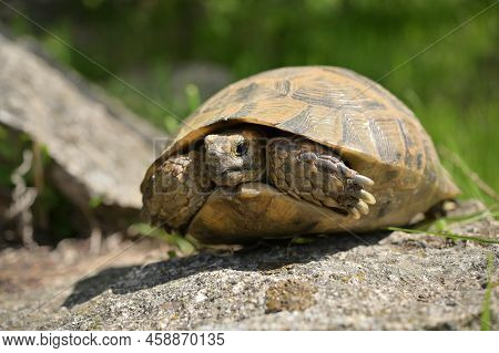Closeup Turtle On Stone In Macin Mountains Romania