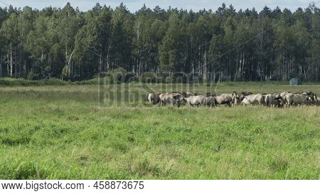 Tarpan Horses In Nature. Wild Horses. Wildlife And Nature Background. Herd Of Wild Horses Tarpan On 