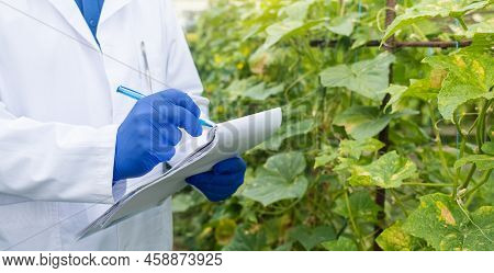 Plant Disease Agronomist. Junior Agricultural Scientists Research Greenhouse Plants And Look For A W