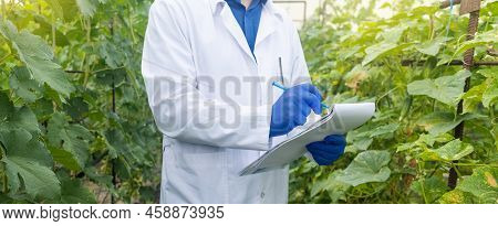Plant Disease Agronomist. Junior Agricultural Scientists Research Greenhouse Plants And Look For A W
