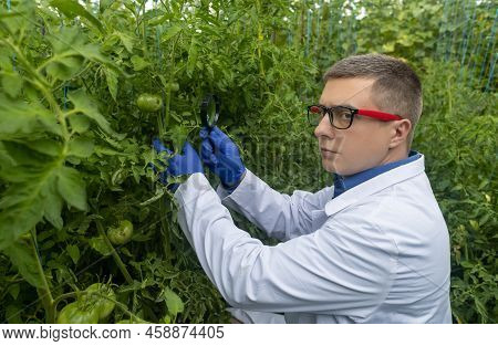 Plant Disease Agronomist. Junior Agricultural Scientists Research Greenhouse Plants And Look For A W