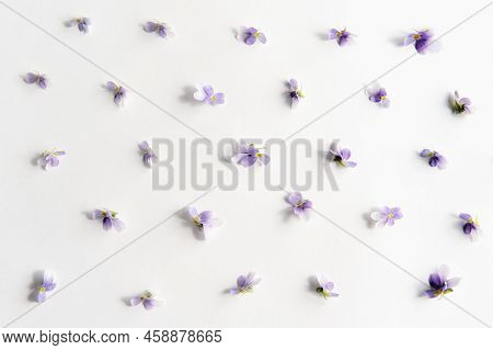 Flat Lay Composition With Flowers Of Small Violens On White Background. Floral Background. Top View,
