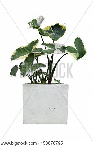 Xanthosoma Sagittifolium (l.) Schott Or Alocasia  Mouse Growing In Pot Isolated On White Backg