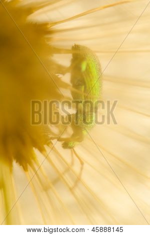 Dandelion