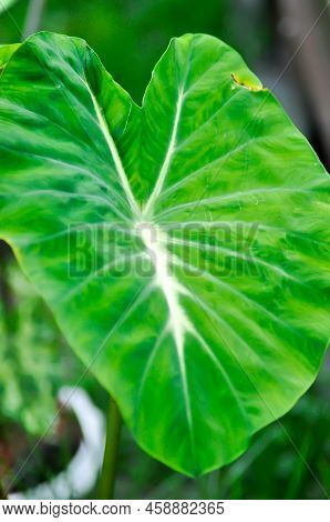 Colocasia Nancys, Colocasia Nancys Revenge , Colocasia Esculenta Or Colocasia Plant