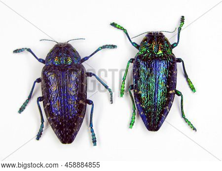 Beetles Isolated On White. Iridescent Metallic Blue Jewel Beetles Polybothris Sumptuosa Gemma From M