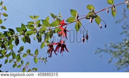 Beautiful Flowers Of Fuchsia Magellanica Also Known As Fuchsia, Hardy Fuchsia, Dollar Princess. Red