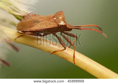 Coreus marginatus