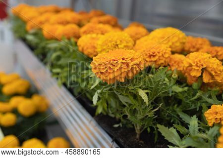 Orange Tagetis Flowers In Greenhouse. Beauty Nature